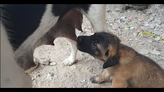 Look so cute puppies,gentle mom dog