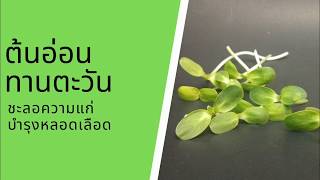 ประโยชน์ของต้นอ่อนทานตะวัน | Sunflower Sprout | กินผักเป็นยา