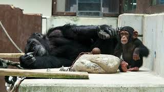 スカイくんを見守る素敵なロイさん🎶とべ動物園 チンパンジー