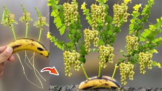 How To Grow Grape Vine From Grape Branches in Banana Fruit