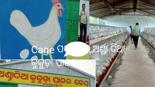 Layer Bird Farming (ଅଣ୍ଡା ଦିଆ କୁକୁଡ଼ା ପାଳନ )/Binod Ranji  @ binodranji