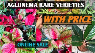 Aglonema Collection with price/ Online sale