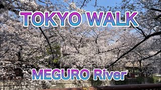 Tokyo Walk - Cherry blossom - Meguro River - 2021, March