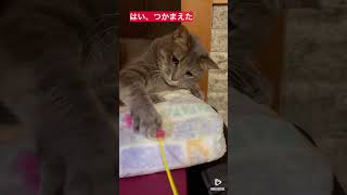 遊んであげてもいいよ　猫のむぎとごまの日常#shorts