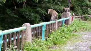 2015/5/4/台東登仙猴子橋