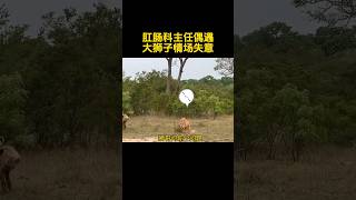 【搞笑动物配音】肛肠科主任偶遇大狮子情场失意！