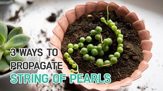 PROPAGATION TIPS | 3 EASY WAYS TO PROPAGATE STRING OF PEARLS | SUCCULENT PROPAGA