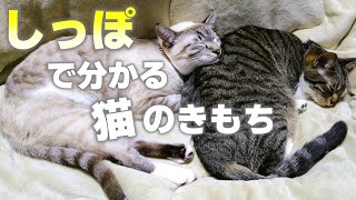 パタパタ？プルプル？しっぽの動きで分かった猫の気持ち10パターン