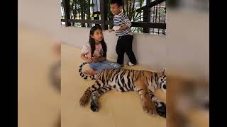 Freya in Pattaya Tiger Park (泰國芭達雅老虎園）