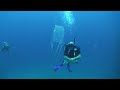 box jellyfish chironex diving thailand sail rock underwater video