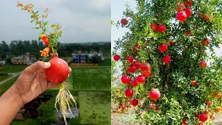 How to grow pomegranate tree at home || Easy gardening method