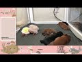 「子犬の配信部屋生後9日目」子犬の成長を見守ろう【ミニチュアダックスフンド】