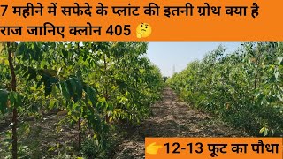 7 महीने में सफेदे के प्लांट की इतनी ग्रोथ क्या है राज जानिए क्लोन 405 |eucalyptus farming|#farming