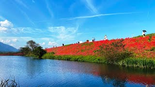 岐阜県海津市の津屋川彼岸花祭りを「ぶらヒロシ」