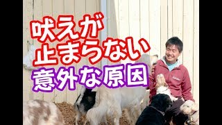 【実演】他人や他犬に吠えてしまう本当の理由と対策【注目度を高めよう】