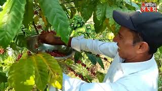 মৌলভীবাজারে পাহাড়ি ঢিলা কফি চাষের জন্য উপযোগী | Moulvibazar Coffee Farmer Plesse |