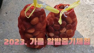 밤줍기 체험 가야죠?