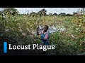 Billions of locusts threaten food security in East Africa | DW News