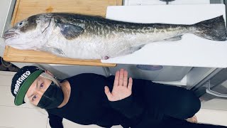 白子入りマダラ4.2kg！お腹の中身が【閲覧注意案件】だった