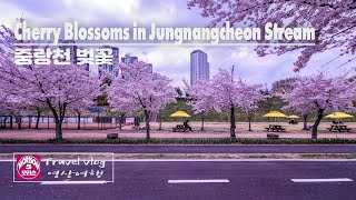 [4K] Cherry Blossoms in Jungnangcheon Stream // 중랑천 벚꽃 // Travel Vlog // 모리슨 영상여행