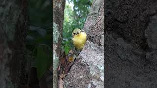 yellow - lored bristlebill කහ කොණ්ඩයා .. මෙයා ගැන වැඩි විස්තර කමෙන්ට් කරන්න.