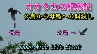 オオタカの観察記　空中でのエサ渡し　Goshawk 2021年5月30日撮影