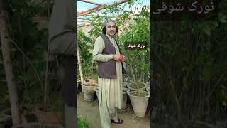 نورک شوقی دہ لوی اختر 6سندرہ کاکڑی۔2022  Norak Shawqe