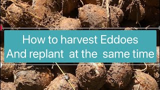 How to harvest Eddoes and  replant  at the same time