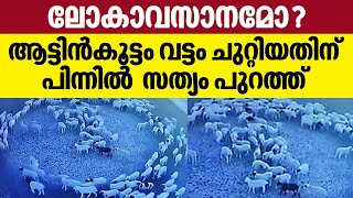 ലോകാവസാനമോ? ആട്ടിൻകൂട്ടം വട്ടം ചുറ്റിയതിന് പിന്നിൽ  സത്യം പുറത്ത് | Mystery of sheep walking solved