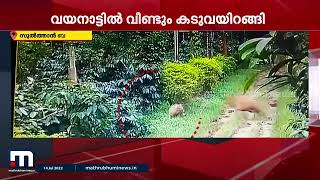 വയനാട്ടിൽ ജനവാസ മേഖലയിൽ കടുവയിറങ്ങി | Mathrubhumi News