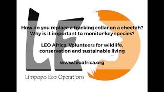 How do you replace a tracking collar on a cheetah? LEO Africa educational video!