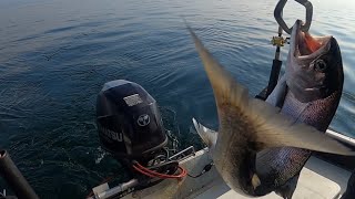 「ビワマス」釣りませんか！最高に美味い琵琶湖の宝石釣り