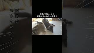 図体がでかくなっても子犬の頃と変わらないでんぐり返しを柴犬にお見舞いする甲斐犬 #甲斐犬 #柴犬 #dog#youtubeshorts