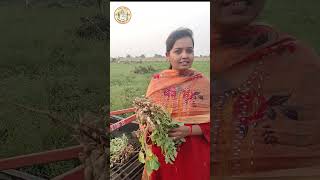 ट्रॅक्टरचलित भुईमूग काढणे यंत्राबद्दल शेतकऱ्याचा अभिप्राय #agriculture #machinery #tractor #farming