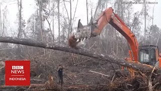 Momen pilu saat orang utan adang buldoser di hutan Kalimantan