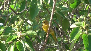 Female Hooded Oriole calling. San Benito Texas 2021-10-24