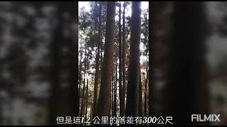 2022.08.16.觀霧森林遊樂區最熱門的步道 --- 檜山巨木群步道