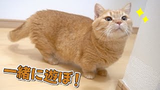 遊ぼう！と誘ってくる短足猫とかけっこしたら全力で可愛かった！