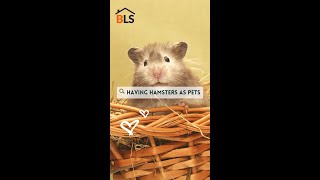 Cute Hamster , Hamster Doing Funny Things #shorts 🐹🤣🤣