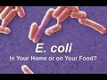 E. coli - In Your Home or on Your Food?