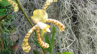 Update - Arachnis Flosaeris (Scorpion / Spider Orchid) \u0026 Phalaenopsis Harlequin