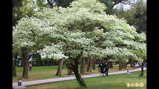 4月雪開了！流蘇花好美 桃園賞花可以去這裡...