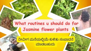 What routines u should do for Jasmine flower plants/ಮಲ್ಲಿಗೆ ಗಿಡದ ದಿನಚರಿ ಹೇಗೆ ಮಾಡುವುದು 🌷🌷🤗