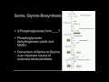 serine glycine biosynthesis