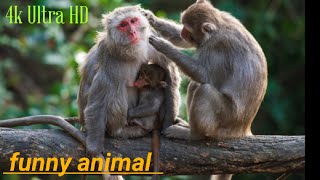 Funny video OMG বানরের অসাধারণ ফানি ভিডিও  4k Ultra hd