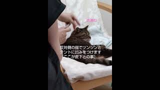 皮下点滴の様子#慢性腎臓病の猫16歳