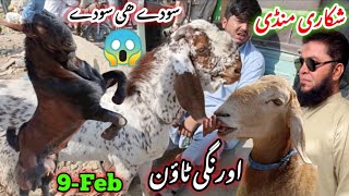 orangi town Bakra mandi latest update| 9-Feb-2025| Qurbani ke khasi bakre 2025 collection 🔥❤️😱,