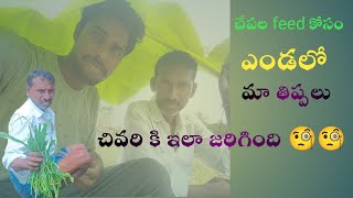 #amazing ఈరోజు చేపల feed కోసం ఎండలో మా తిప్పలు చివరికి ఇలా జరిగింది😍😍🧐🧐14 April 2023