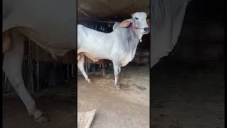 គោទន្លេស្អាតណាស់ Khmer cow for sale #cow