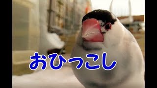 文鳥の介護#120 ひっこしました！ Moving. 8year old java sparrow.